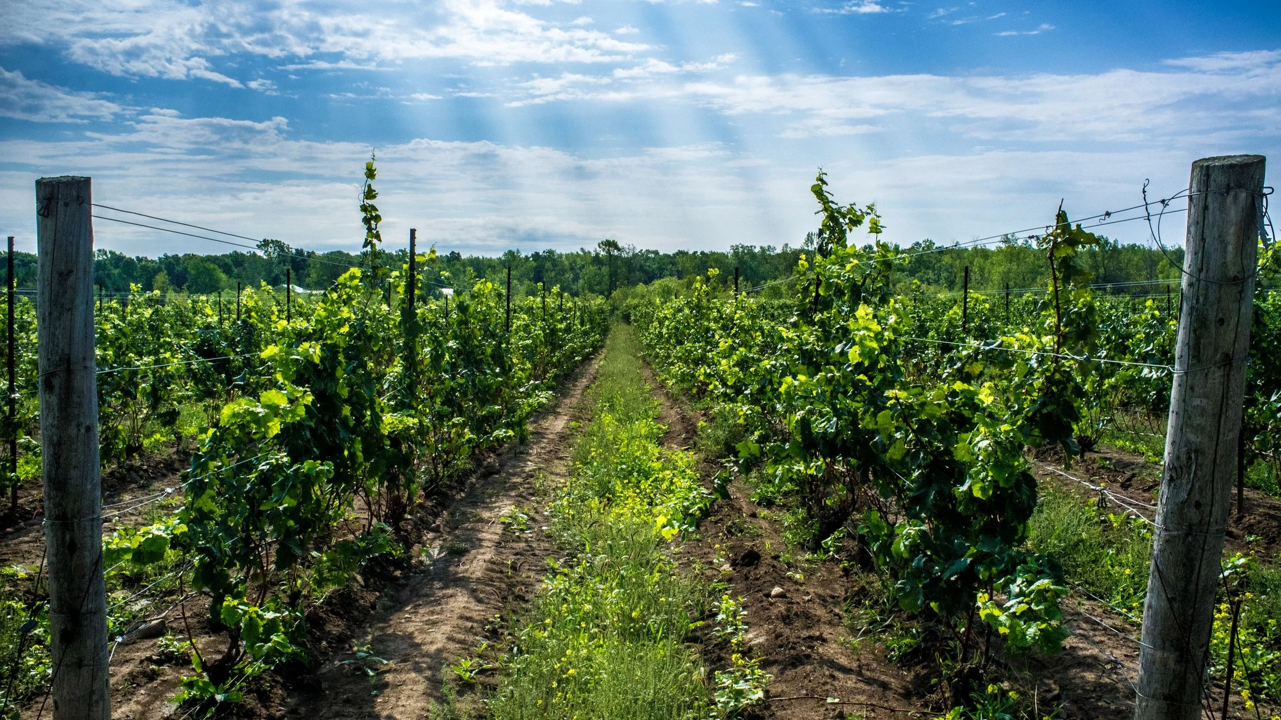 Lighthall Vineyards