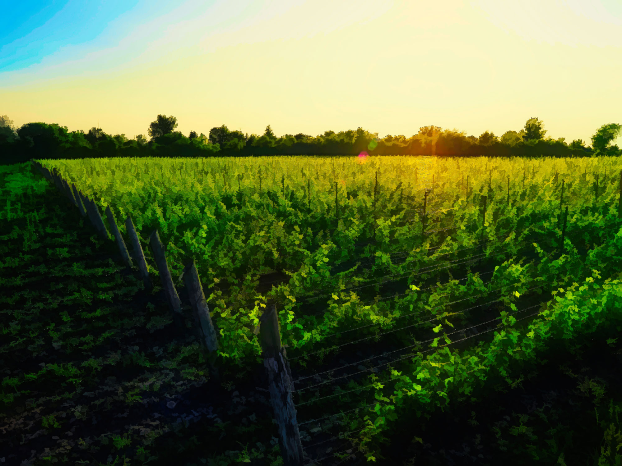 Stanners Vineyard