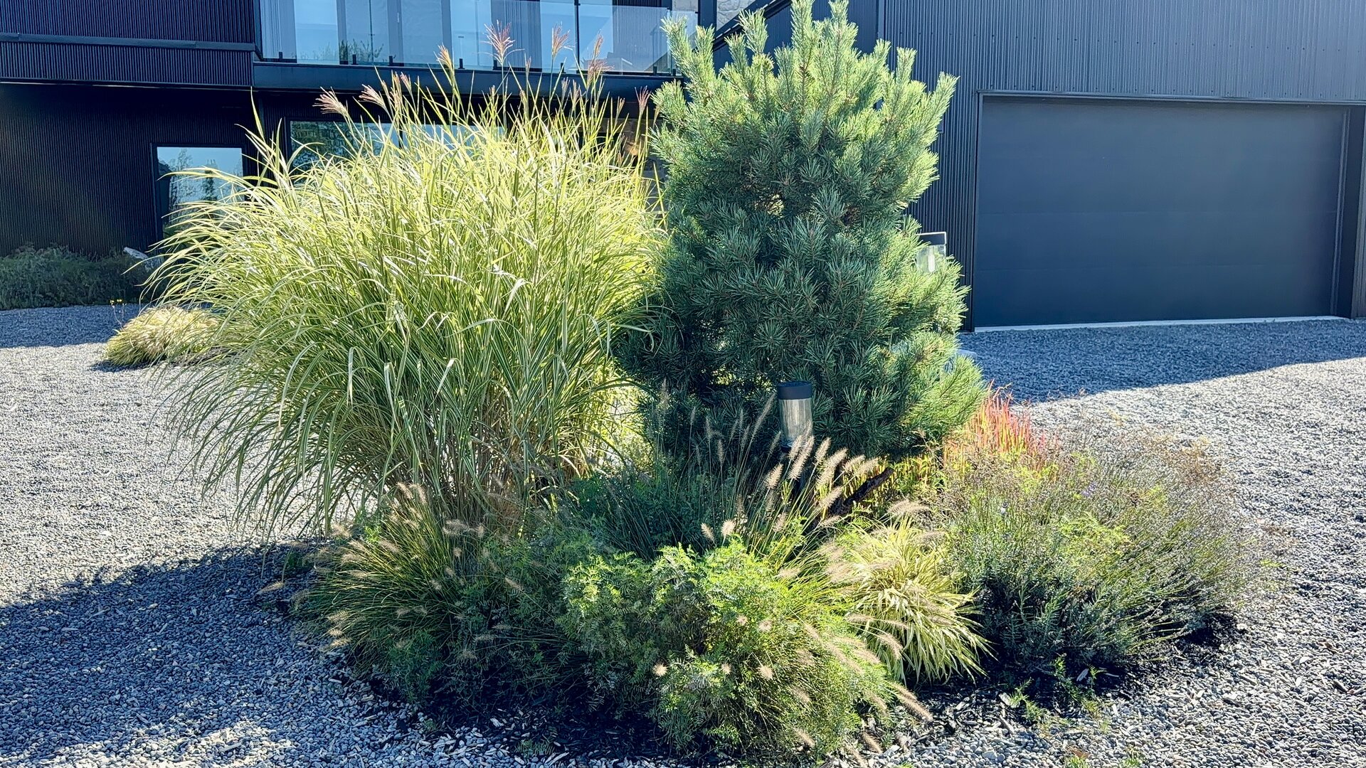 Curated planting bed with ornamental grasses, dwarf pine and fountain grasses at the entry court.