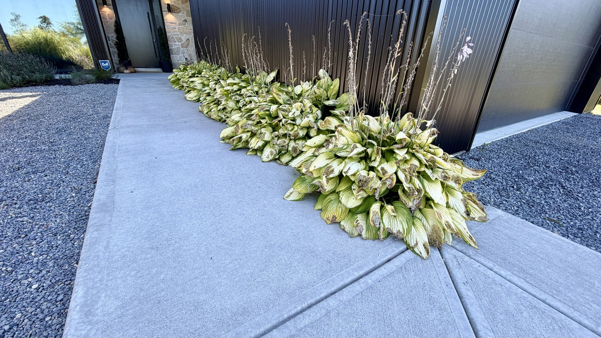 Hosta border along the concrete entry walk beside the main residence.