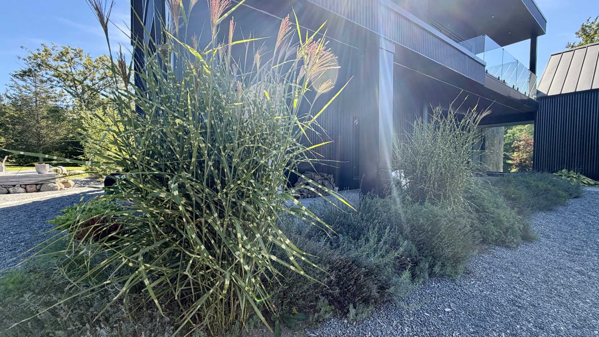 Ornamental grasses and lavender at the base of the main residence.